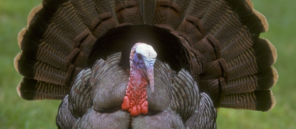Turkey Tom loves Building Engines!