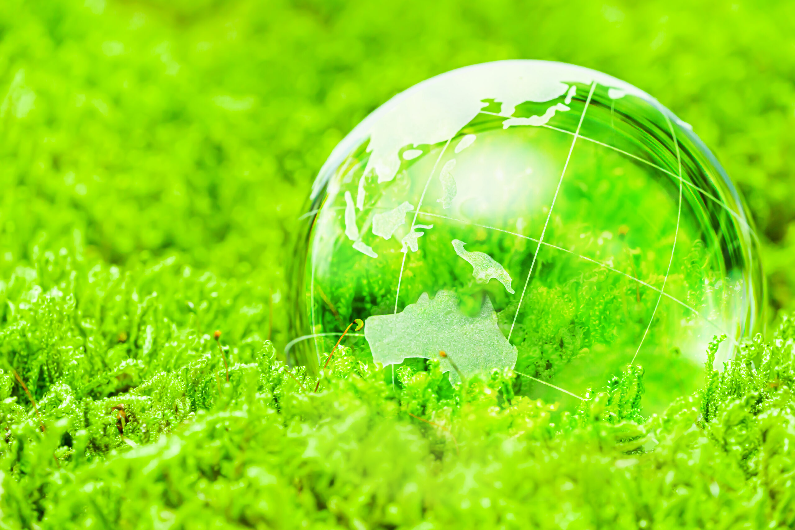 Green globe in grass